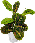 Red Prayer Plant, Red Maranta, Gorgeous Live Indoor Plant, Easy to Care and Rare Variety 4 inch Pot