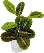 Red Prayer Plant, Red Maranta, Gorgeous Live Indoor Plant, Easy to Care and Rare Variety 4 inch Pot