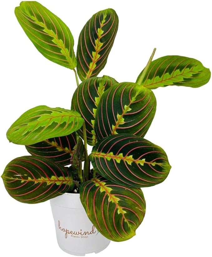 Red Prayer Plant, Red Maranta, Gorgeous Live Indoor Plant, Easy to Care and Rare Variety 4 inch Pot