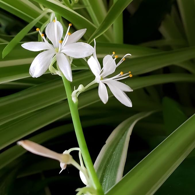 Hanging Curly Spider Plant Live in 4 Inch Pot | Bonnie Spider Plant | Air-Purifying | Low Maintenance | Perfect for Home and Office Decor | Easy Care Starter Plants