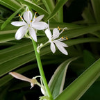 Hanging Curly Spider Plant Live in 4 Inch Pot | Bonnie Spider Plant | Air-Purifying | Low Maintenance | Perfect for Home and Office Decor | Easy Care Starter Plants