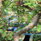Brussel's Bonsai Live Chinese Elm Bonsai Outdoor Tree Gift Bundle - Small Bonsai Tree - Bonsai Kit with Ceramic Bonsai Pot and Bonsai Fertilizer