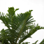 American Plant Exchange Norfolk Island Pine Tree, Easy Care Indoor or Outdoor Houseplant, Large 10-Inch Pot, Live Evergreen Décor