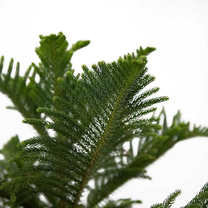 American Plant Exchange Norfolk Island Pine Tree, Easy Care Indoor or Outdoor Houseplant, Large 10-Inch Pot, Live Evergreen Décor