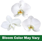 White Phalaenopsis Live Orchid Plant & White Orchid Pot, 20-24" Live Plant Gift, Fresh Orchids Plants Live House Plants, Live Plants Indoor Plants Live Houseplants Plant Lover Gift by Plants for Pets