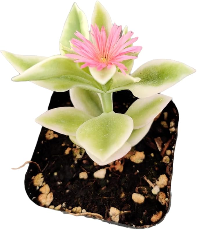 Live Succulent Cactus Plants from USKC (2" Pot) (Aptenia Cordifolia Variegated)