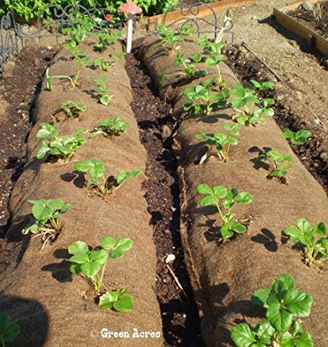 9GreenBox Seascape Everbearing Strawberry 10 Bare Root Plants - Best Flavor