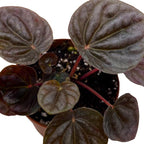 BubbleBlooms Red Peperomia caperata, Red Emerald Ripple, Frost, Platinum, in a 2 inch Pot Tiny Mini Pixie Plant