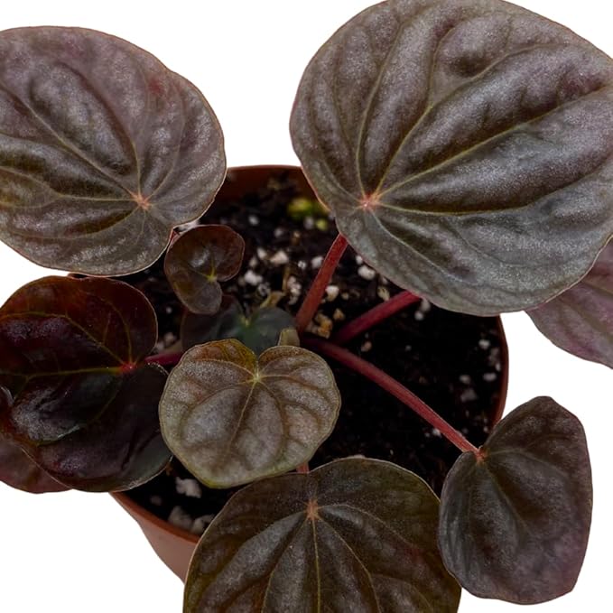 BubbleBlooms Red Peperomia caperata, Red Emerald Ripple, Frost, Platinum, in a 2 inch Pot Tiny Mini Pixie Plant