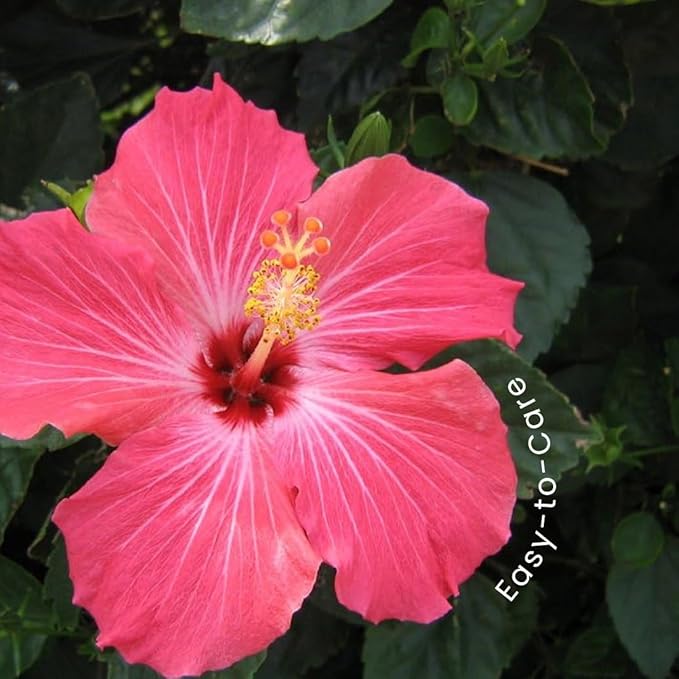 American Plant Exchange Hibiscus Plant ‘Pink’ – 10-Inch Pot – Live Tropical Flowering Shrub, Easy Care Outdoor or Indoor Plant for Patios, Gardens, Balconies & Home Landscape Décor