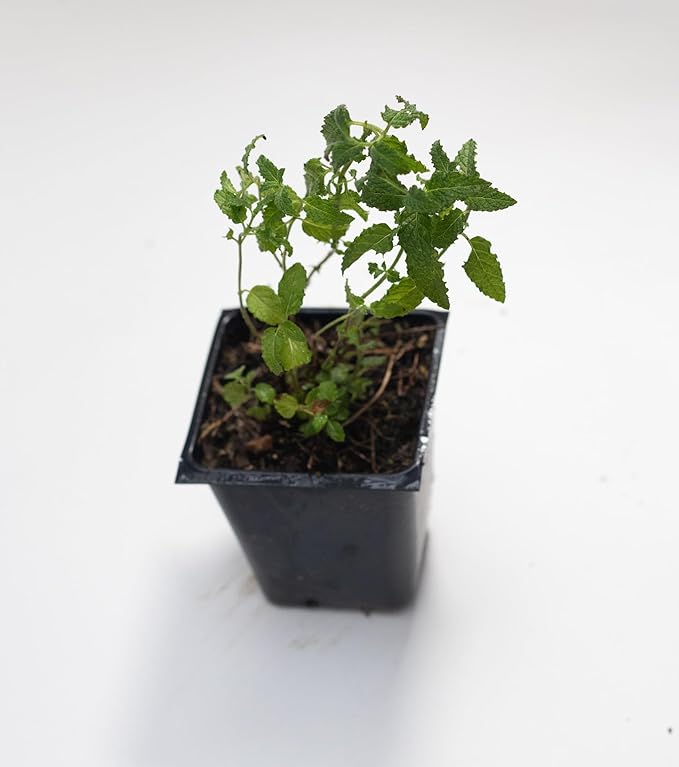 Organic Live Strawberry Mint Plant (Mentha spicata) in a 2.5 inch Pot - Fragrant Herb by Smoke Camp Crafts