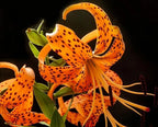 50PCS Orange Tiger Lily Seeds Rare Bloom Flower Seeds Heirloom