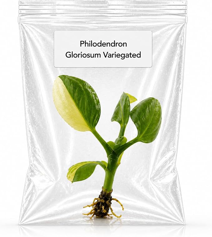 Rare Philodendron Gloriosum Variegated Tissue Culture Starter Plant, Indoor Plants, Simple to Grow Plants Live Houseplants, Exotic Live Plants Indoor