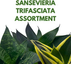 BubbleBlooms Sansevieria Trifasciata Assortment 3 Different Dwarf Rosette-Shaped Snake Plants in 2 inch pots