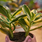 Variegated Jade Plant, Crassula Ovata Live Plant, Jade Succulent Houseplant, 4 Inch Pot for Indoor Outdoor Planting