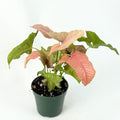Syngonium Pink Perfection Live Plant | Pink Syngonium Starter Plants | House Plants for Beginner | Rare Variegated Arrowhead Plant Gifts (Heat Pack Included)