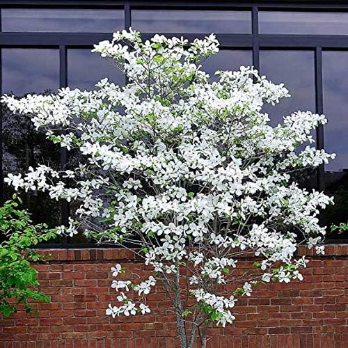Flowering Dogwood Tree Seeds - 20 Seeds - Beautiful Flowering Tree Seeds for Planting