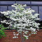 Flowering Dogwood Tree Seeds - 20 Seeds - Beautiful Flowering Tree Seeds for Planting