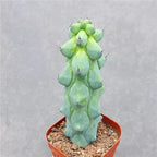 Boobie Cactus Live Plant - Myrtillocactus Geometrizans Fukurokuryuzinboku - 5-6 Inch Height, Unique Succulent Cactus for Indoor and Outdoor Home and Garden Decor, Low Maintenance and Drought-Tolerant