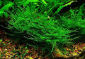 Taiwan Moss -Taxiphyllum Alternans - Live Aquarium Plant