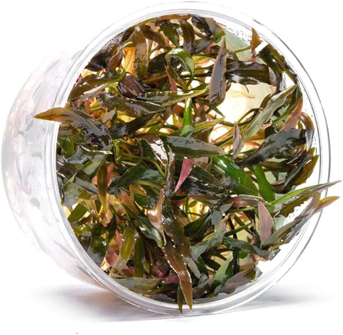 Ultum Nature Systems Live Plants - Crypt Walkeri (Cryptocoryne Walkeri) - Low to Medium Light, Green and Bronze Accent, Foreground to Midground Placement, Rosette Growth - Tissue Culture