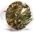 Ultum Nature Systems Live Plants - Crypt Walkeri (Cryptocoryne Walkeri) - Low to Medium Light, Green and Bronze Accent, Foreground to Midground Placement, Rosette Growth - Tissue Culture