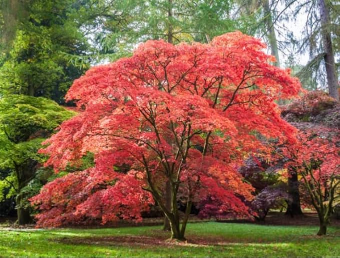 2 Red Japanese Maple Trees – Live Plants, 2-3 Ft Tall, Stunning Foliage - 2 Pack
