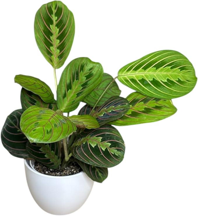 Live Plant, Red Maranta Prayer Plant, Pet Friendly, Air Purifying Plant, Easy Care, Easy to Grow Live Indoor Plant, Houseplant, Rare Indoor Plant, Home Décor Pot (White)