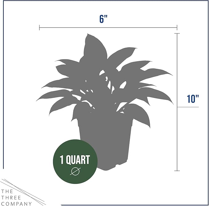 Live Perennial Hosta - So Sweet (3 Plants Per Pack) Beautiful Accent Plant, 10" Tall by 4" Wide in 1 Qt Pot