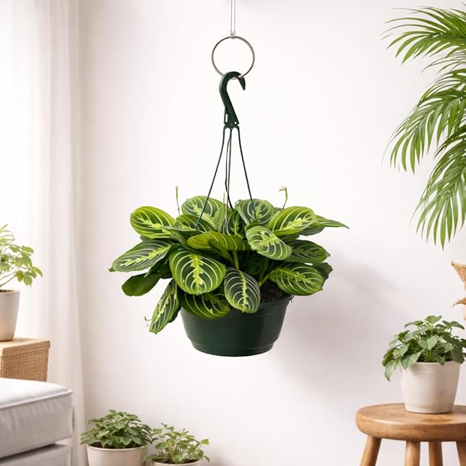 Maranta Lemon Lime Live Indoor Plant in 8 Inch Hanging Basket, Lemon Lime Prayer Plant, Maranta Leuconeura Houseplant for Home or Office
