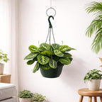 Maranta Lemon Lime Live Indoor Plant in 8 Inch Hanging Basket, Lemon Lime Prayer Plant, Maranta Leuconeura Houseplant for Home or Office