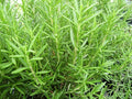 Rosemary officinalis - Culinary! 2 Live Plants in 3.5" pots