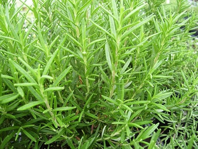 Rosemary officinalis - Culinary! 2 Live Plants in 3.5" pots