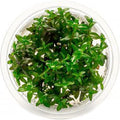 SubstrateSource Live Plant - Bacopa Caroliniana Red Tissue Culture Aquatic Live Aquarium Plant - 100% Snail Free in Vitro Cup (Bacopa Caroliniana Red)