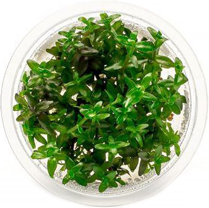 SubstrateSource Live Plant - Bacopa Caroliniana Red Tissue Culture Aquatic Live Aquarium Plant - 100% Snail Free in Vitro Cup (Bacopa Caroliniana Red)