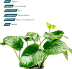 SubstrateSource Anubias Live Aquarium Plants - Potted Freshwater Plant for Fish Tanks, Terrariums - Beginner Friendly Low Light (Barteri Wrinkle Leaf, 1 Pot)