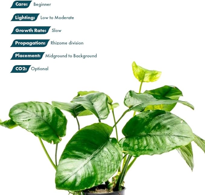 SubstrateSource Anubias Live Aquarium Plants - Potted Freshwater Plant for Fish Tanks, Terrariums - Beginner Friendly Low Light (Barteri Wrinkle Leaf, 3 Pots)