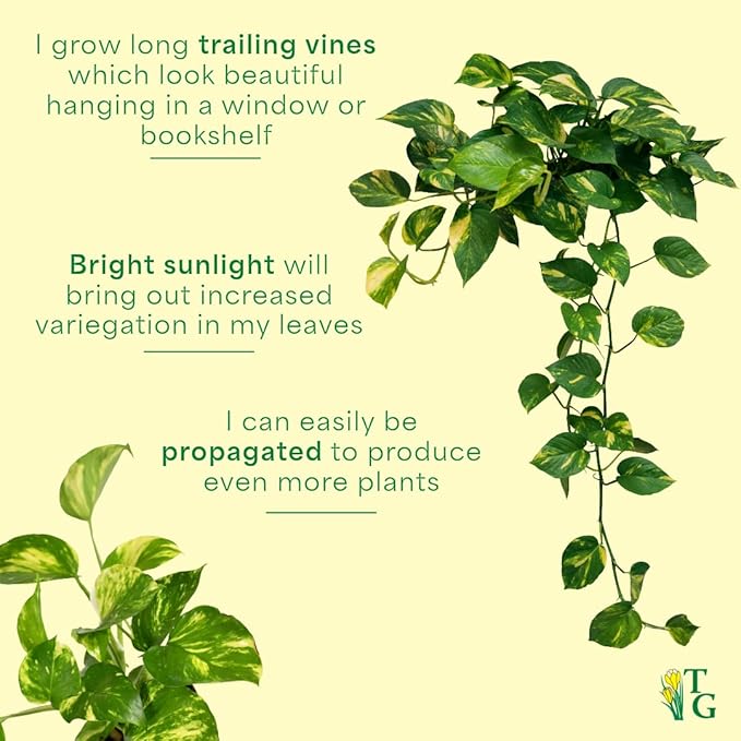 Thorsen's Greenhouse Golden Pothos, Live Indoor Vining Plant, Easy to Grow, Variegated Houseplant, Natural Air Purifier (White, 4-inch Pot)