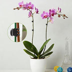 100 Pcs Plant Clips Orchid Plant Clips for Climbing Plants, Plastic Plant Support Clips Green Flower Vine Clips Tomato Trellis Clips for Supporting Vegetables Stems Vines Climbing Plant Grow Upright