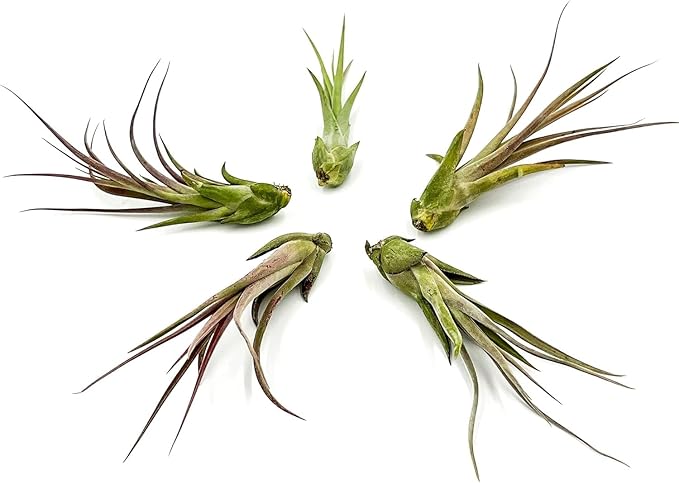 ragnaroc Live Air Plant – Tillandsia Capiput, Jumbo 6-9” - 3 ct - Live Arrival Guaranteed - House Plants for Home Decor & Gift