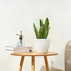 Sureasy 6.5 Inch Ceramic Plant Pots, Embossed Decorative Planters with Drainage Hole and Saucer, Modern Flower Pots for Indoor Plants, Set of 2, Glazed White