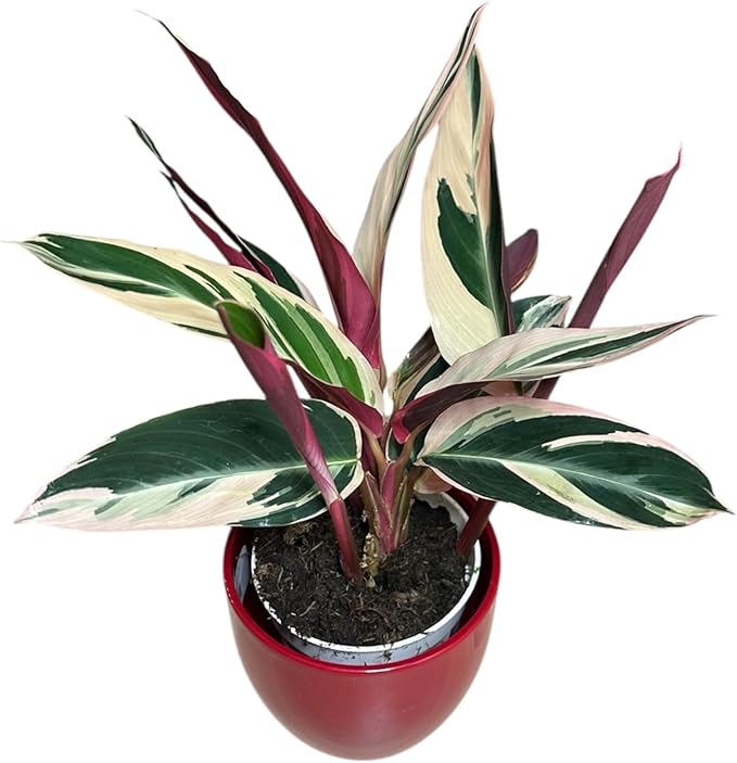 Live Plant Stromanthe Triostar, Pet-Friendly, Tricolor Prayer Plant, 12-16" Tall, Indoor Plant, Easy to Care, Rare Plant, 4.7 inch Decorative Pot (Red)