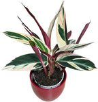 Live Plant Stromanthe Triostar, Pet-Friendly, Tricolor Prayer Plant, 12-16" Tall, Indoor Plant, Easy to Care, Rare Plant, 4.7 inch Decorative Pot (Red)