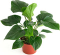 Shop Succulents Homelomena Emerald Gem, Live Indoor Plant, Low Maintenance Tropical Houseplant with Glossy Green Leaves, Ideal for Home Decor, Office, and Room Enhancement, 6 Inch Nursery Pot