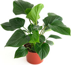 Shop Succulents Homelomena Emerald Gem, Live Indoor Plant, Low Maintenance Tropical Houseplant with Glossy Green Leaves, Ideal for Home Decor, Office, and Room Enhancement, 6 Inch Nursery Pot