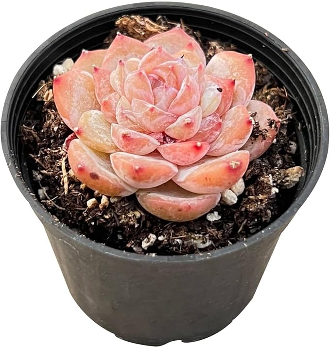 2" Live Succulent Echeveria 'ICY Lau i' Sugar Heart, Fully Rooted Potted Plant, Easy Care & Drought Tolerant, Indoor Houseplant for Home Décor