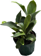 Staghorn Ferns Live Plants in 4" Pot - Ferns Live Plants Outdoor Indoor - Pet Safe Houseplants Flowers for Home Office Wedding Decor & Birthday Gift (Heat Pack Included)