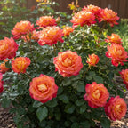 Rose Live Plant, Roses Flower Plant, Fragrant Flower for Planting, 4-6 Inches Tall, Bush Shrub Plants, Well Rooted, Ready to Grow (Red Yellow Rose)