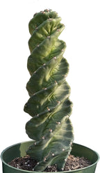 Spiral Cactus - Cereus Validus Spiralis – 8-10 inches Height, Rare Cactus Plant, Live Twisting Succulent, Fast-Growing & Drought-Tolerant – Exotic Statement Plant for Home & Garden