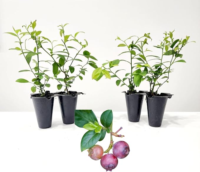 Blueberry Plant Pink Lemonade Live for Sale (4 Pack) | Easy to Grow Plants | Edible Fruit Plant for Sustainable Living | Grow Your own Food on Your Edible Organic Garden| Live for Planting| No Seeds